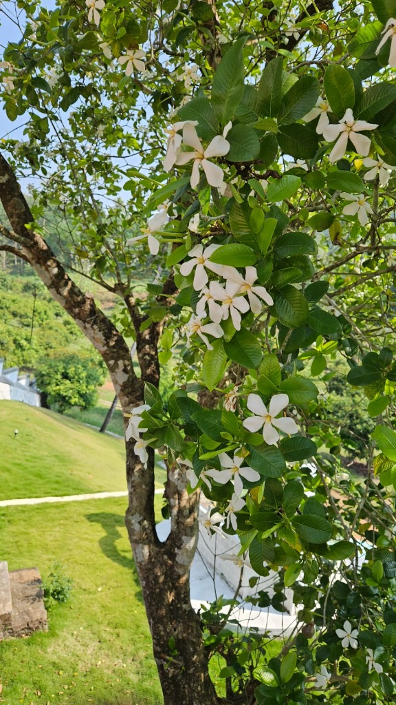 Native white blossoming flowers on the property